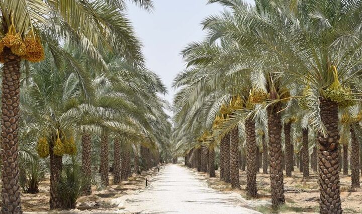 تداوم موج گرما و شرجی تا اواسط هفته در خوزستان تداوم موج گرما و شرجی تا اواسط هفته در خوزستان