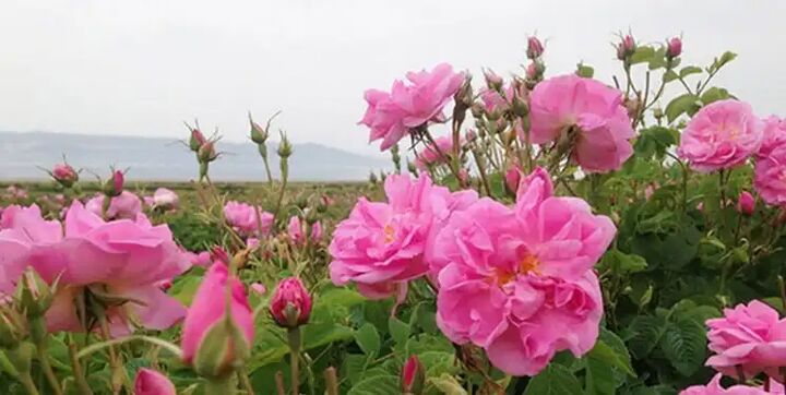 بهره برداری از بازار گل آسمان با صد غرفه