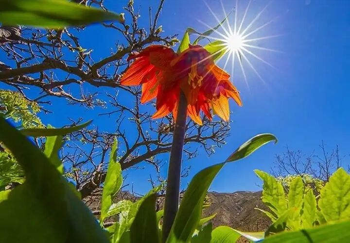 مادر شهید سید غلامعلی ابراهیمی آسمانی شد مادر شهید سید غلامعلی ابراهیمی آسمانی شد