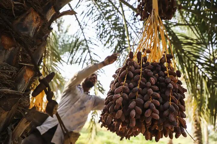 پیش‌بینی ‌تولید ۱۳ هزار تن خرما در خرمشهر