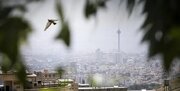 هوای کلانشهر تهران ناسالم برای گروه‌های حساس