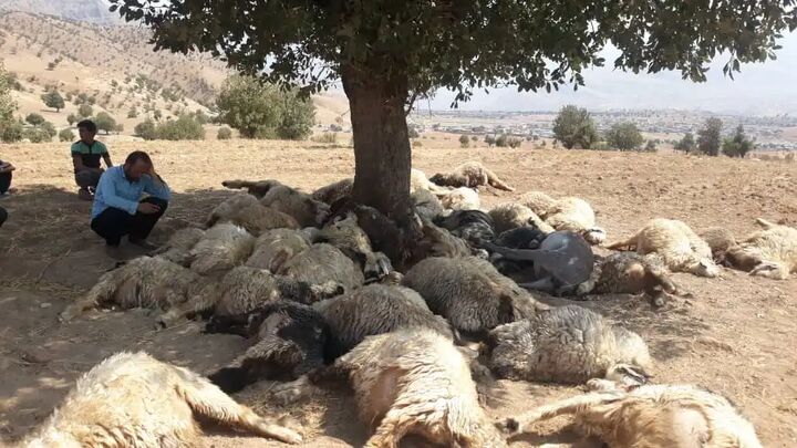 صاعقه ۴۱ راس دام را در کلاردشت تلف کرد صاعقه ۴۱ راس دام را در کلاردشت تلف کرد