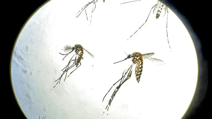 چرا اپیدمی تب دنگی در حال تکثیر در ایران است؟ چرا اپیدمی تب دنگی در حال تکثیر در ایران است؟