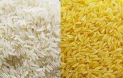 برنج طلایی تراریخته وارد کشور نشده است