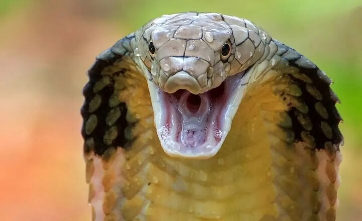 کشف درمان جدید «سم کشنده کبرا» کشف درمان جدید «سم کشنده کبرا»