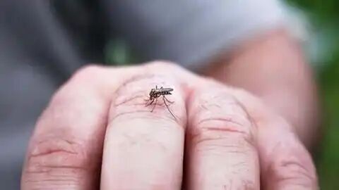 انتقال تب دنگی در بندر لنگه/ یک فوتی در کشور تاکنون انتقال تب دنگی در بندر لنگه/ یک فوتی در کشور تاکنون