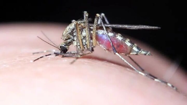 شناسایی پشه آئدس در ۷۸۰ نقطه چابهار شناسایی پشه آئدس در ۷۸۰ نقطه چابهار