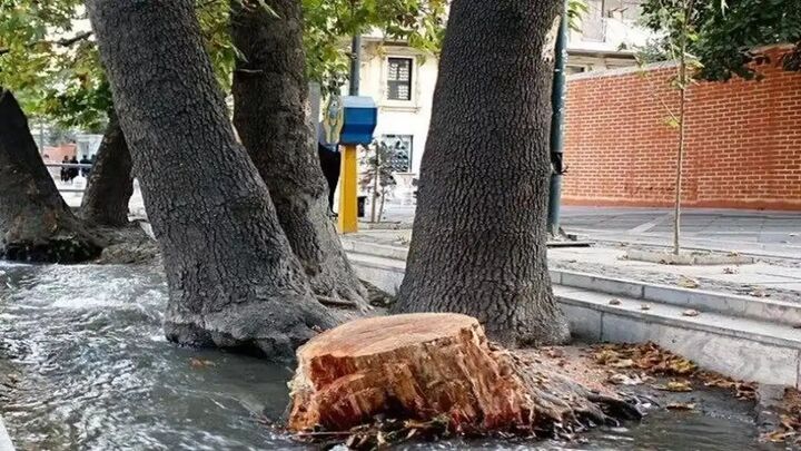 ماجرای قطع ۲ درخت در خیابان ولیعصر تهران ماجرای قطع ۲ درخت در خیابان ولیعصر تهران