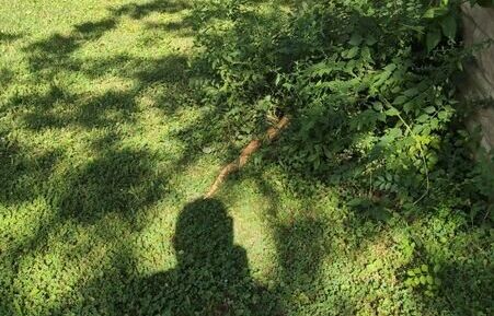 مار چند متری سرگردان در شهر! + عکس مار چند متری سرگردان در شهر! + عکس