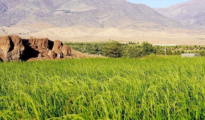 نامه نماینده آمل به پزشکیان/ واردات برنج ممنوع شود نامه نماینده آمل به پزشکیان/ واردات برنج ممنوع شود