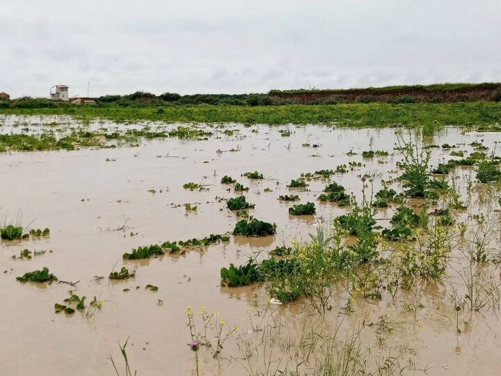 بارش سیل‌آسای باران به مزارع خانمیرزا خسارت زد