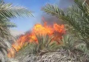 ۳۰ تن خرمای جیرفت در آتش سوخت ۳۰ تن خرمای جیرفت در آتش سوخت