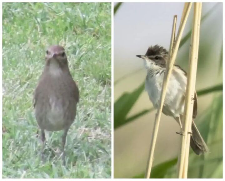 ۲ گونه پرنده برای نخستین بار در قم رصد و ثبت شدند   ۲ گونه پرنده برای نخستین بار در قم رصد و ثبت شدند