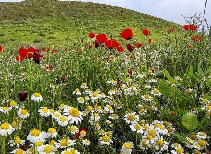 زنجان خنک می‌شود