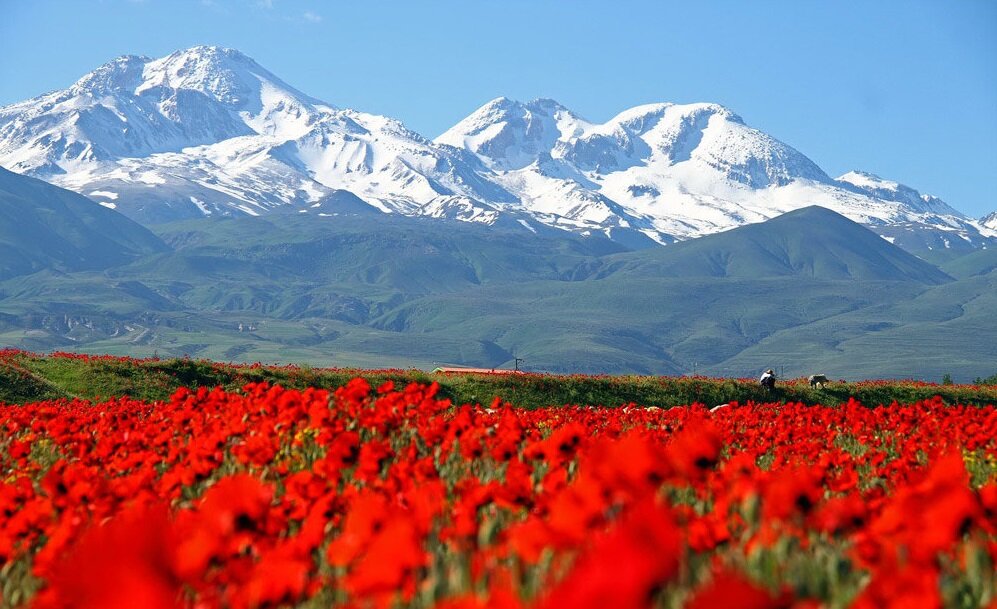 جاده‌ای که از دیدن آن سیر نمی‌شوید/ رویایی‌ترین مسیر جنگلی ایران را بشناسید!