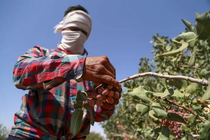 کشف ۱۱۰ کیلو پسته سرقتی در دامغان/ ۳ سارق دستگیر شدند کشف ۱۱۰ کیلو پسته سرقتی در دامغان/ ۳ سارق دستگیر شدند
