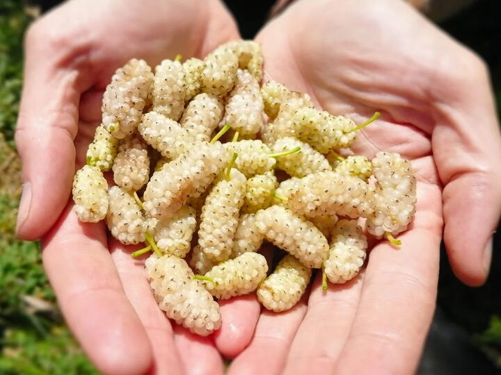 مصرف توت، سبب درمان دیابت نوع اول در کودکان/ دیابت نوع ۱ یک بیماری خودایمنی است مصرف توت، سبب درمان دیابت نوع اول در کودکان/ دیابت نوع ۱ یک بیماری خودایمنی است