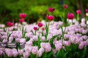 لاله های بهاری مهمان باغ ایرانی