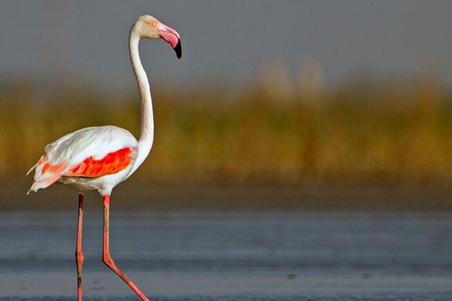 فیلم/ حضور فلامینگوها در فرودگاه بجنورد فیلم/ حضور فلامینگوها در فرودگاه بجنورد