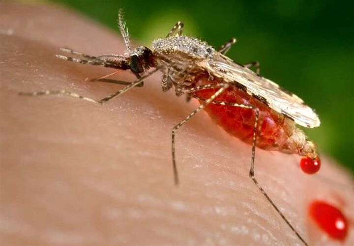 رؤیت پشه آئدس در مازندران رؤیت پشه آئدس در مازندران