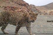 پلنگ وحشی مرد فریدونشهری را از کوه پرت کرد