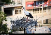 عکس/ همزیستی لک‌لک‌ها و انسان در مریوان