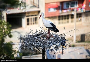 عکس/ همزیستی لک‌لک‌ها و انسان در مریوان