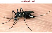 چابهار مرکز انتقال تب دنگی
