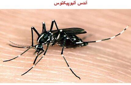 چابهار مرکز انتقال تب دنگی