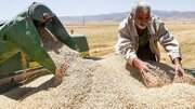 گندم‌کارها قربانی اختلاف وزارتخانه ها