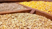 هشدار چالش تامین نهاده دامی به رئیس جمهور