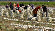 قیمت پیاز اشک کشاورزان را درآورد
