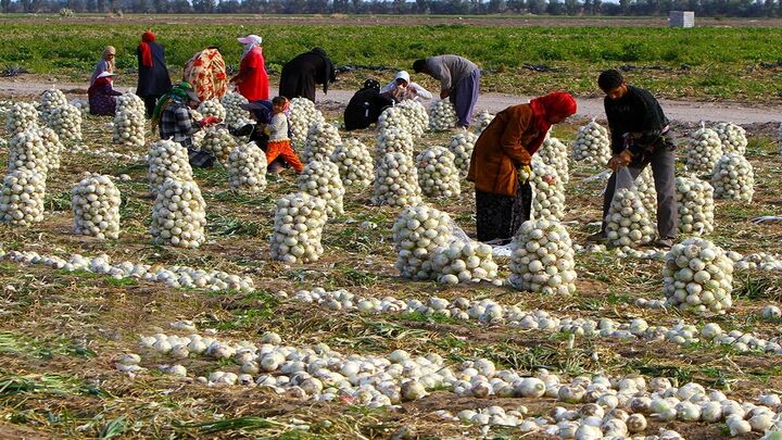 قیمت پیاز اشک کشاورزان را درآورد قیمت پیاز اشک کشاورزان را درآورد