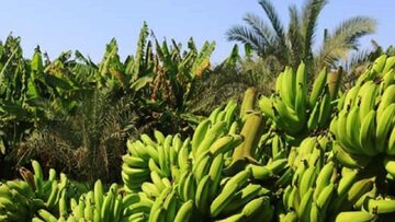 ایران در تامین موز تا ۳ سال آینده خودکفا می‌شود
