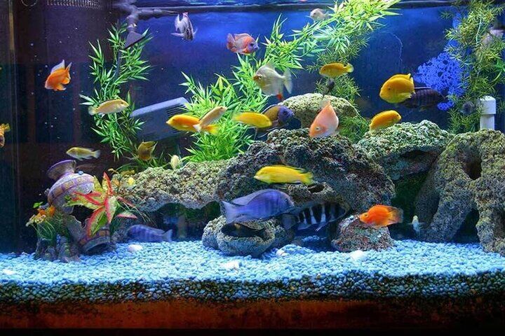 گنجینه‌ای پنهان در دل محلات
