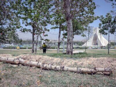 درخت قطع شده میدان آزادی خشک بود