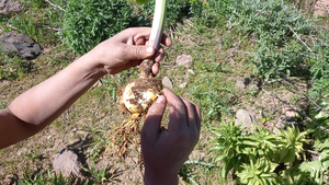 لالههای واژگون در سهند پرپر شدند + عکس و فیلم