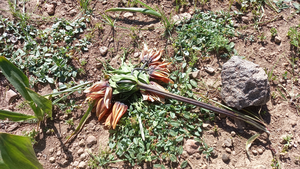 لالههای واژگون در سهند پرپر شدند + عکس و فیلم