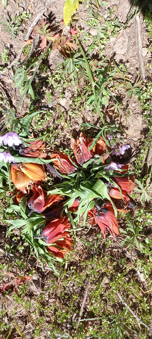 لالههای واژگون در سهند پرپر شدند + عکس و فیلم