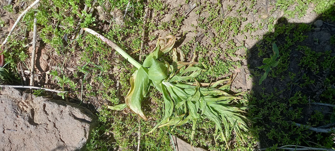 لالههای واژگون در سهند پرپر شدند + عکس و فیلم