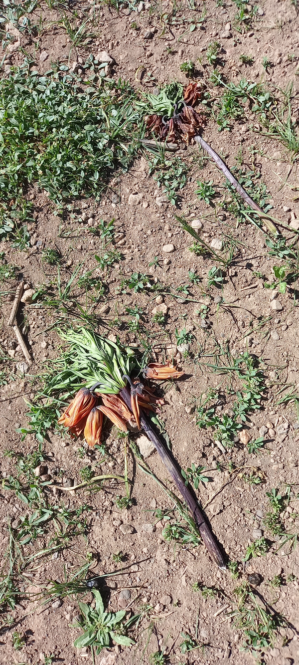 لالههای واژگون در سهند پرپر شدند + عکس و فیلم