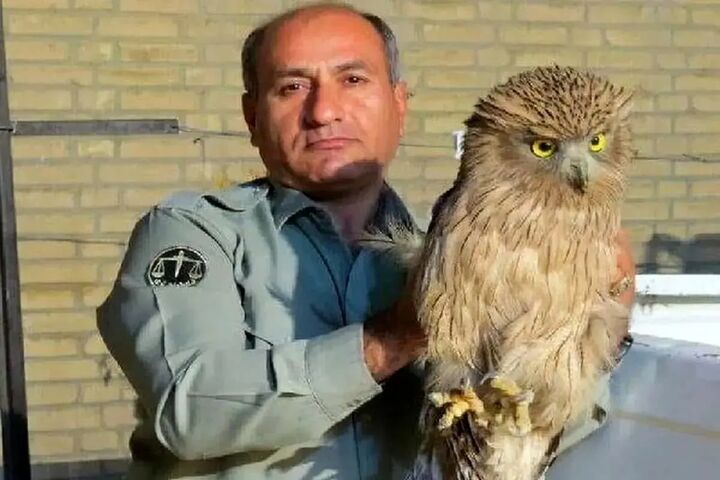 آخرین اخبار از شهادت یک محیط بان آخرین اخبار از شهادت یک محیط بان