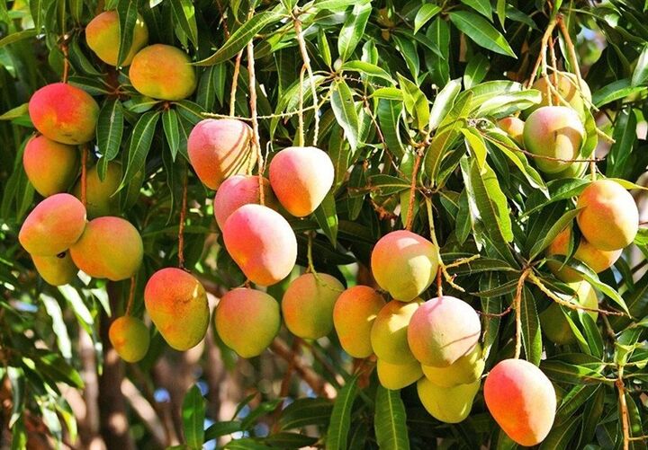 کاهش مؤثر ضایعات با پرتودهی هسته‌ای