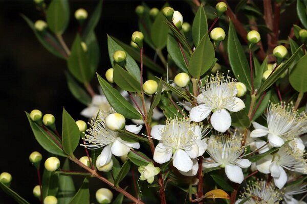 معجزه طبیعت برای درمان معجزه طبیعت برای درمان