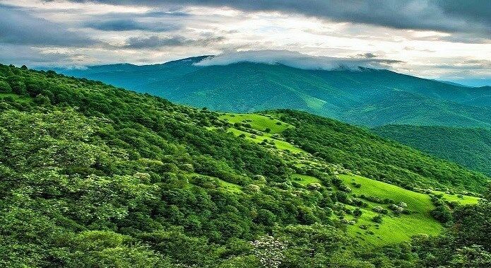 جنگل‌های بلوط در محاصره آفت و آتش