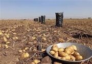 سودجویی دلالان در بازار سیب‌زمینی‌