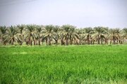 لالایی‌هایی که مِهر وطن را با خون ما می‌آمیزند