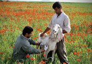 واکسن تب برفکی ایرانی