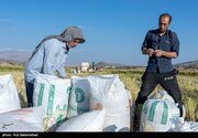 برنج ایرانی به زودی ارزان‌ می‌شود