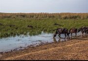 اعزام هواپیمای آب‌پاش به خوزستان